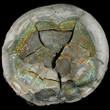 Rainbow Pyrite Concretion